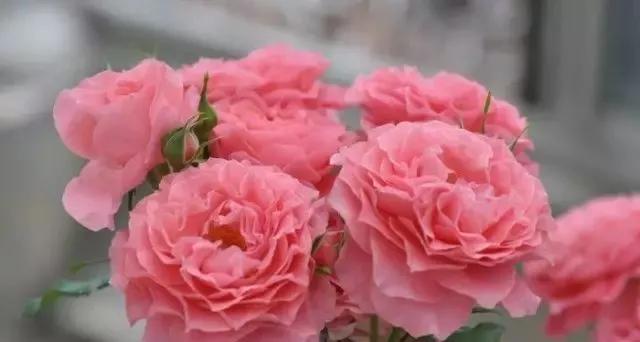 每天学习一点点——100种玫瑰品种科普