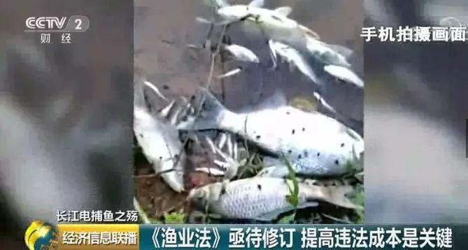 刑法规定的禁止使用捕鱼方法,非法捕鱼为什么屡禁不止