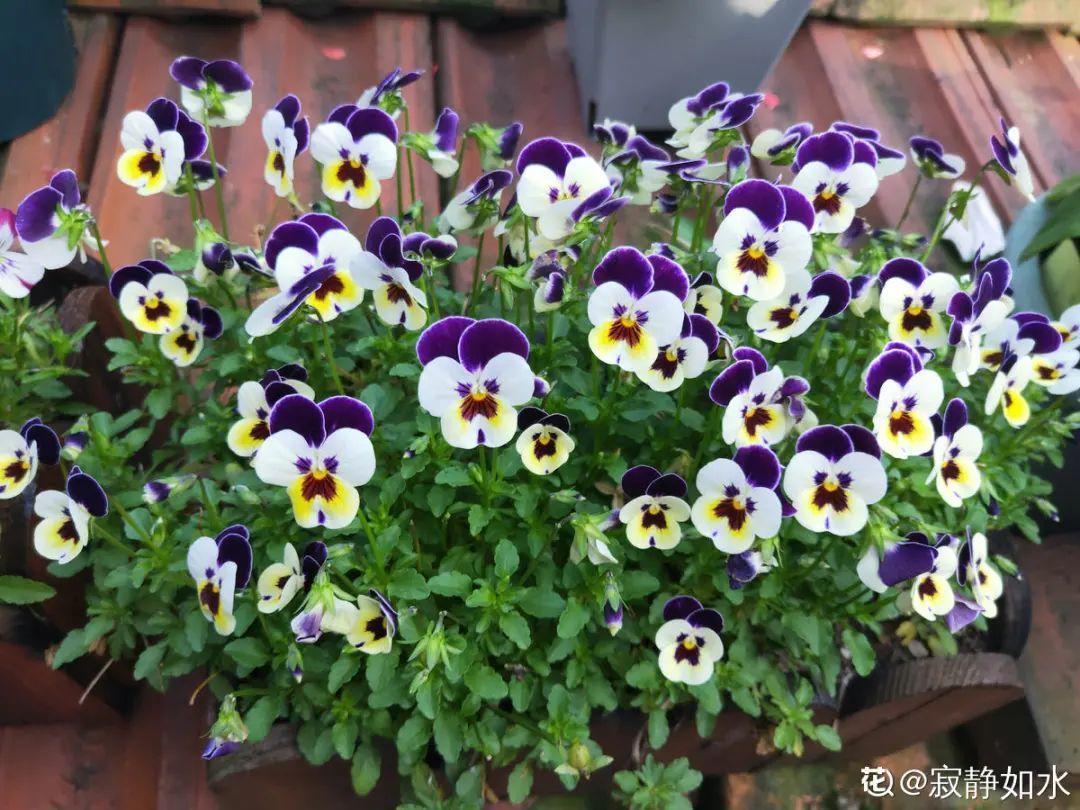 耐养的香水花,种室内香水花