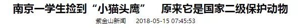 有多少南京人，获得过猫头鹰的祝福