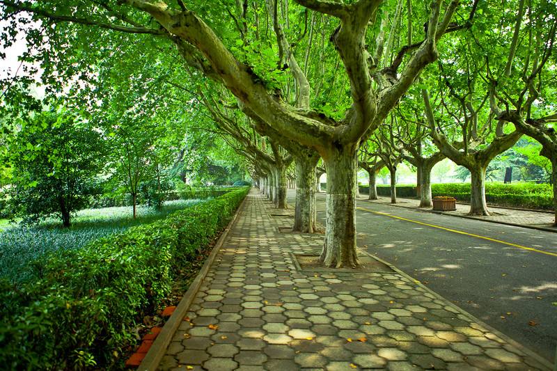 2020陕西省大学排名，西交大等6校跻身100强，长安大学跌出百强