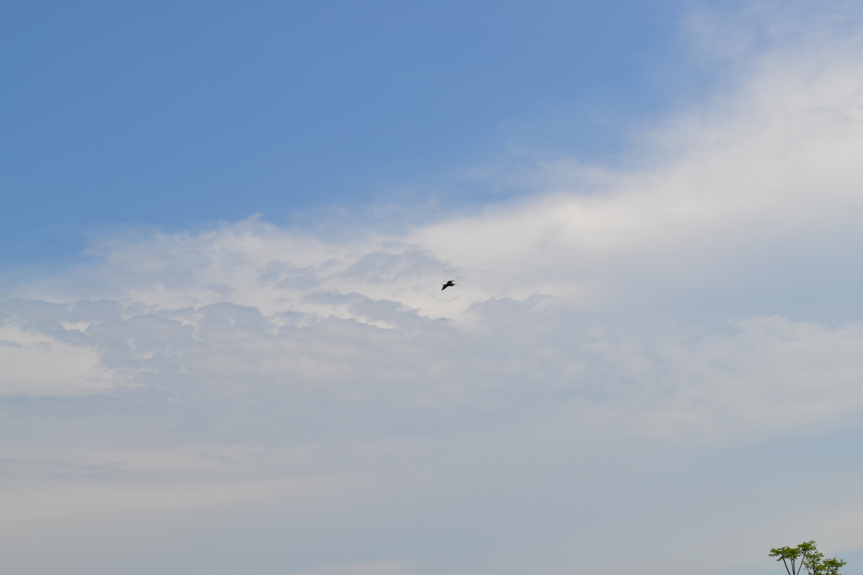 湖南最好的锦鲤养殖基地,湘潭锦鲤养殖