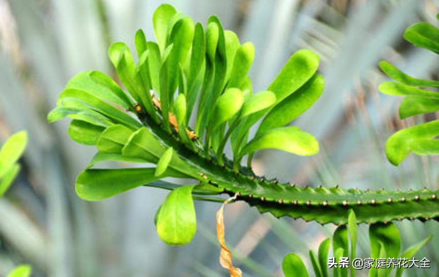 霸王鞭叶子落了还会长新的吗,霸王鞭叶子黄了是什么原因