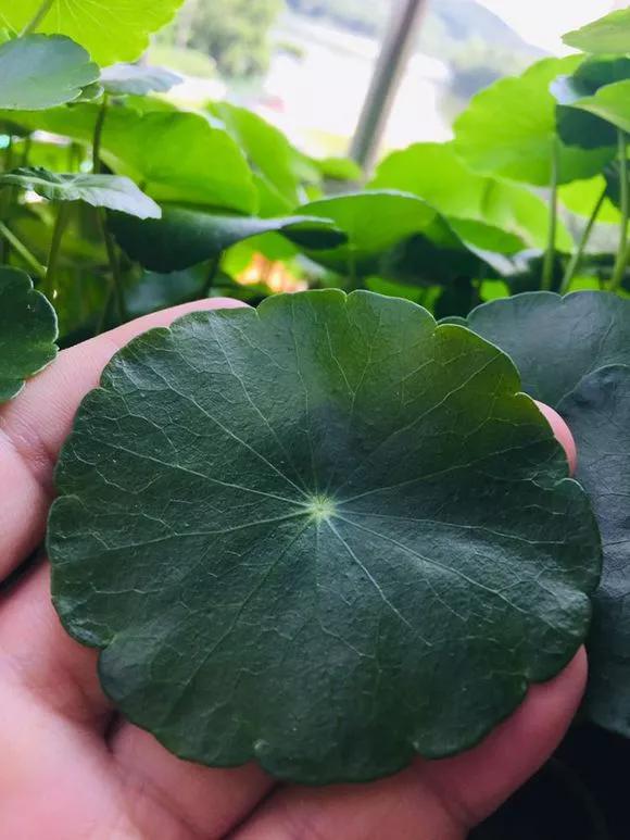 5种花不怕旱就怕涝,三种最怕缺水的花