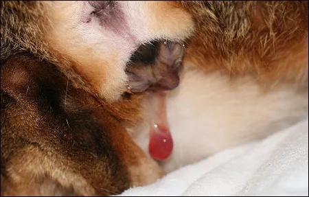 记录猫咪生产全过程,猫咪生产时的全过程