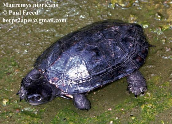 匠志萌宠乐园教学,匠志萌宠