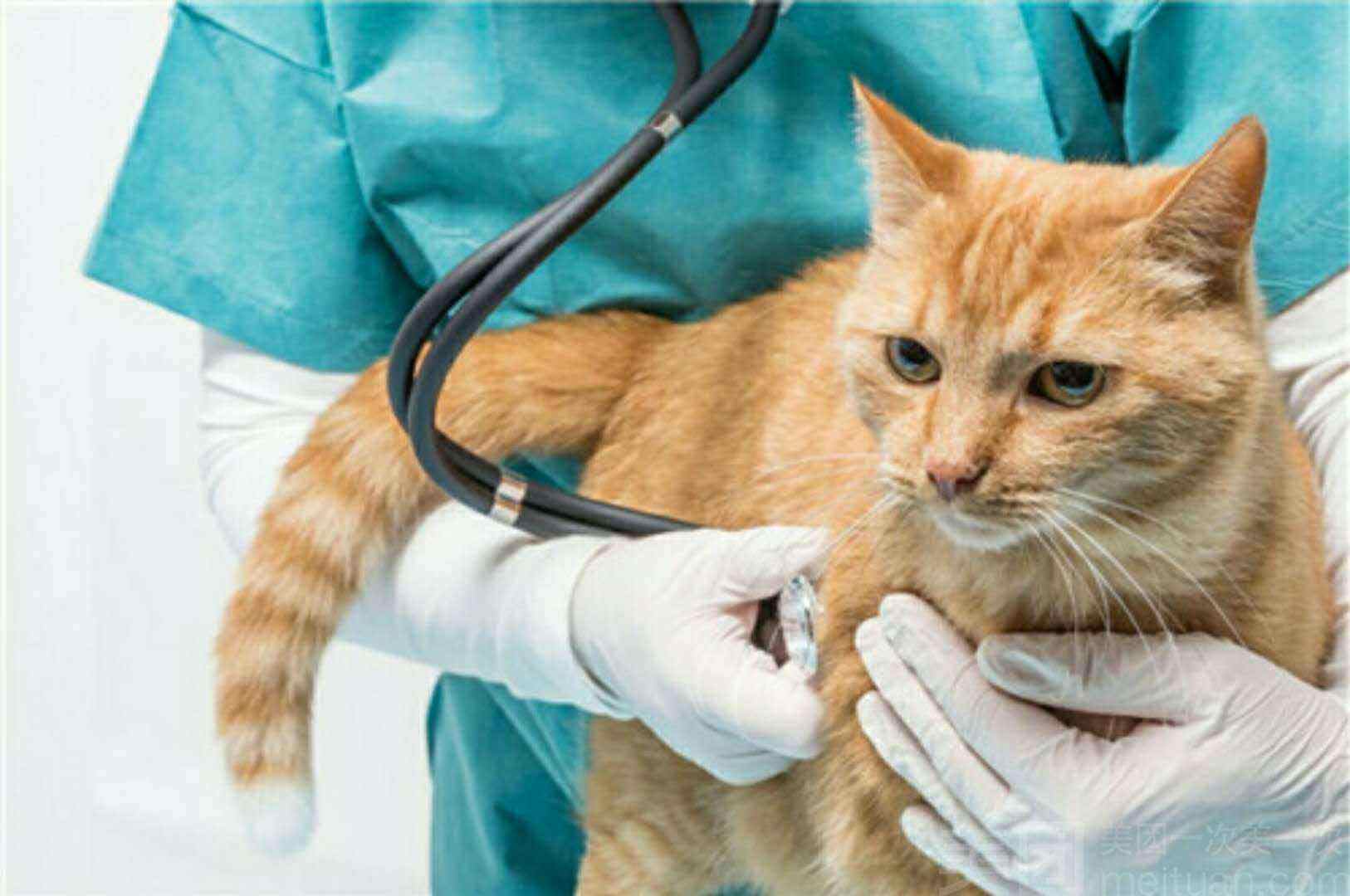 怀孕猫咪容易得哪些疾病,怀孕猫咪呼吸道感染怎么办