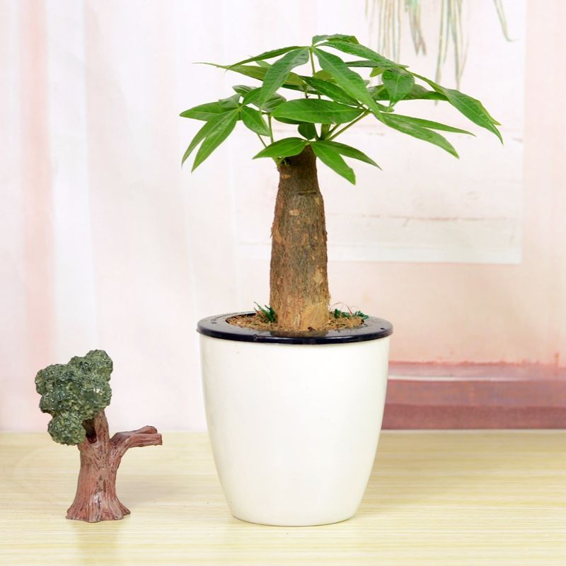 发财树根茎皱巴巴的是怎么回事,发财树根部发皱什么引起的