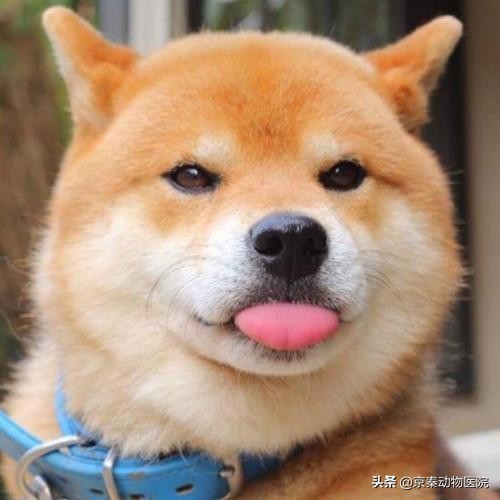 狗狗为什么抗拒洗澡，主人用这些方法，让它爱上洗澡