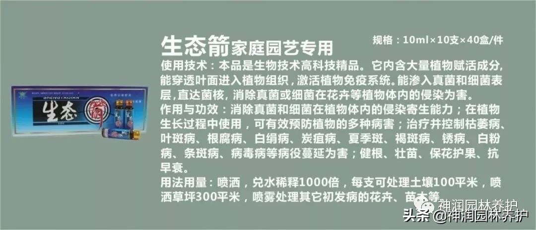 家庭园艺绿萝专用肥,家庭盆栽绿萝的养护知识大全