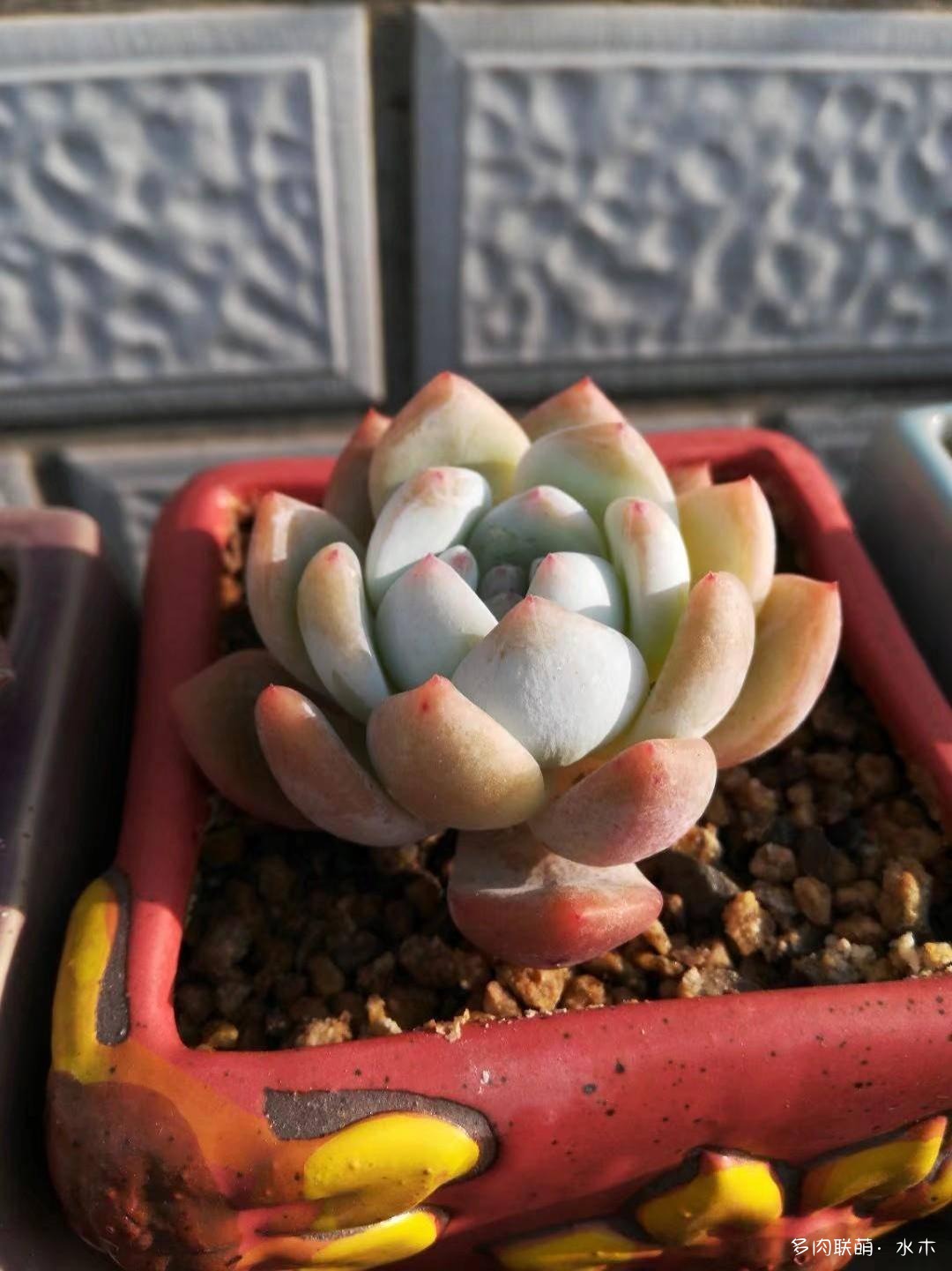 才两个月，多肉的颜值就被夏天偷走了