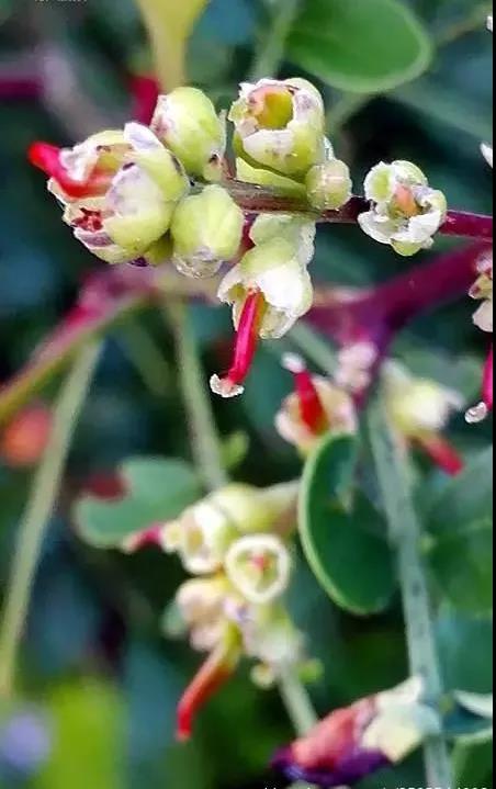 这4种花卉很漂亮花量大观赏度高,20种漂亮花好看不好养