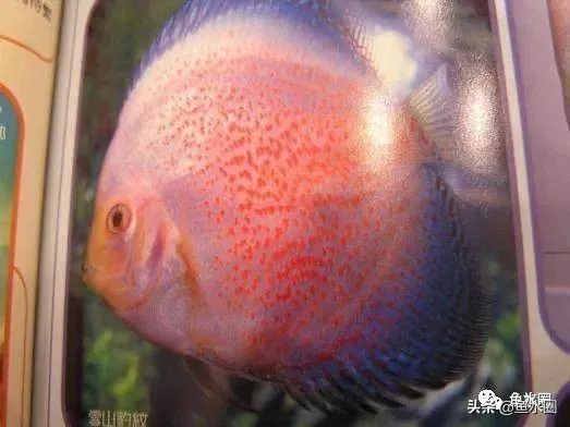 七彩神仙最好看的品种,七彩神仙多大分品种