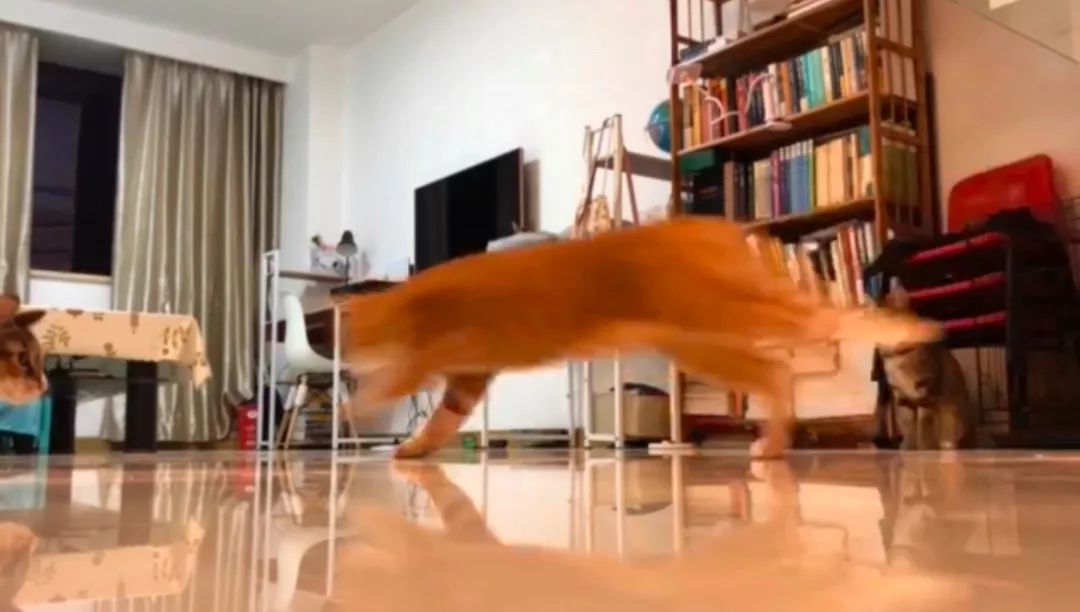 先天单侧肾脏的猫咪需要关注什么,猫咪吃药导致肾脏出问题怎么办