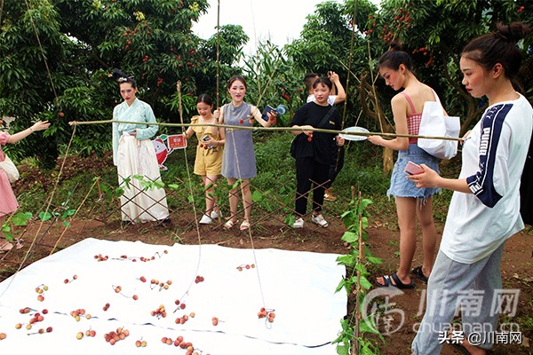 又是一年荔枝红全诗,又是一年一度荔枝成熟的季节
