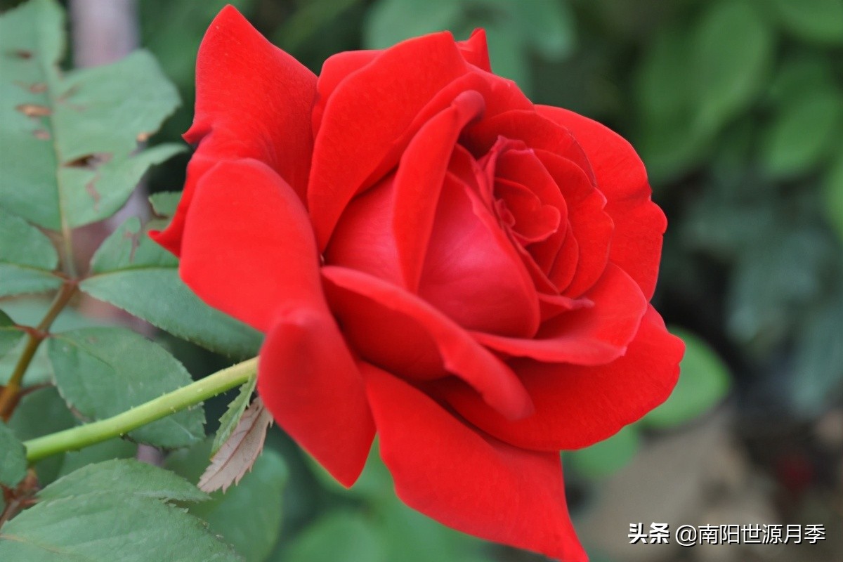 送你100朵玫瑰花,玫瑰花送谁都浪漫唯独送你不一样