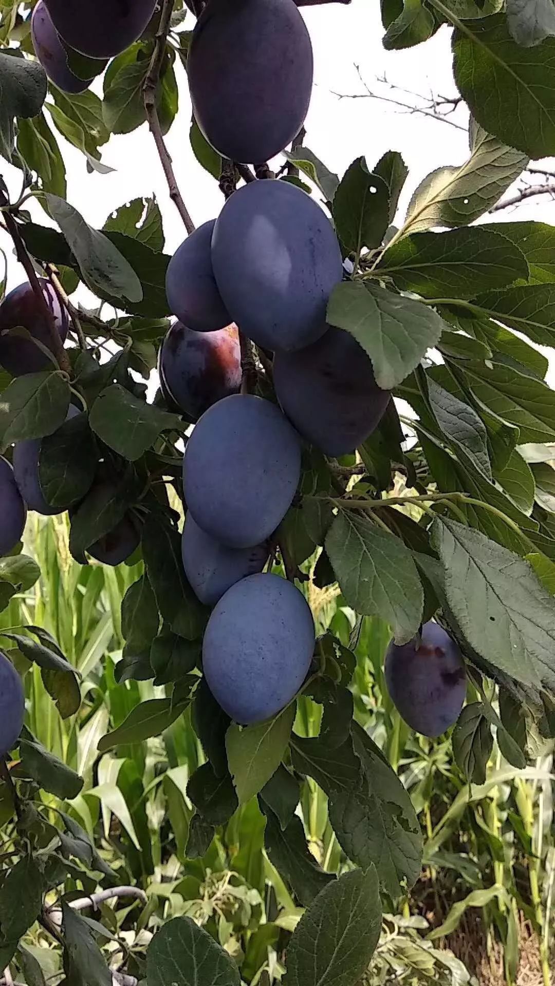 西梅都能怎么样吃呢,西梅如何加热吃比较好吃