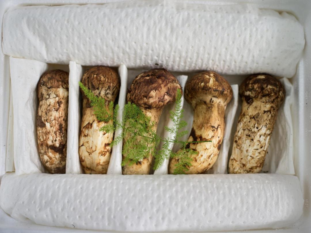 新鲜松茸最佳吃法,新鲜松茸清洗后吸水量大保存方法