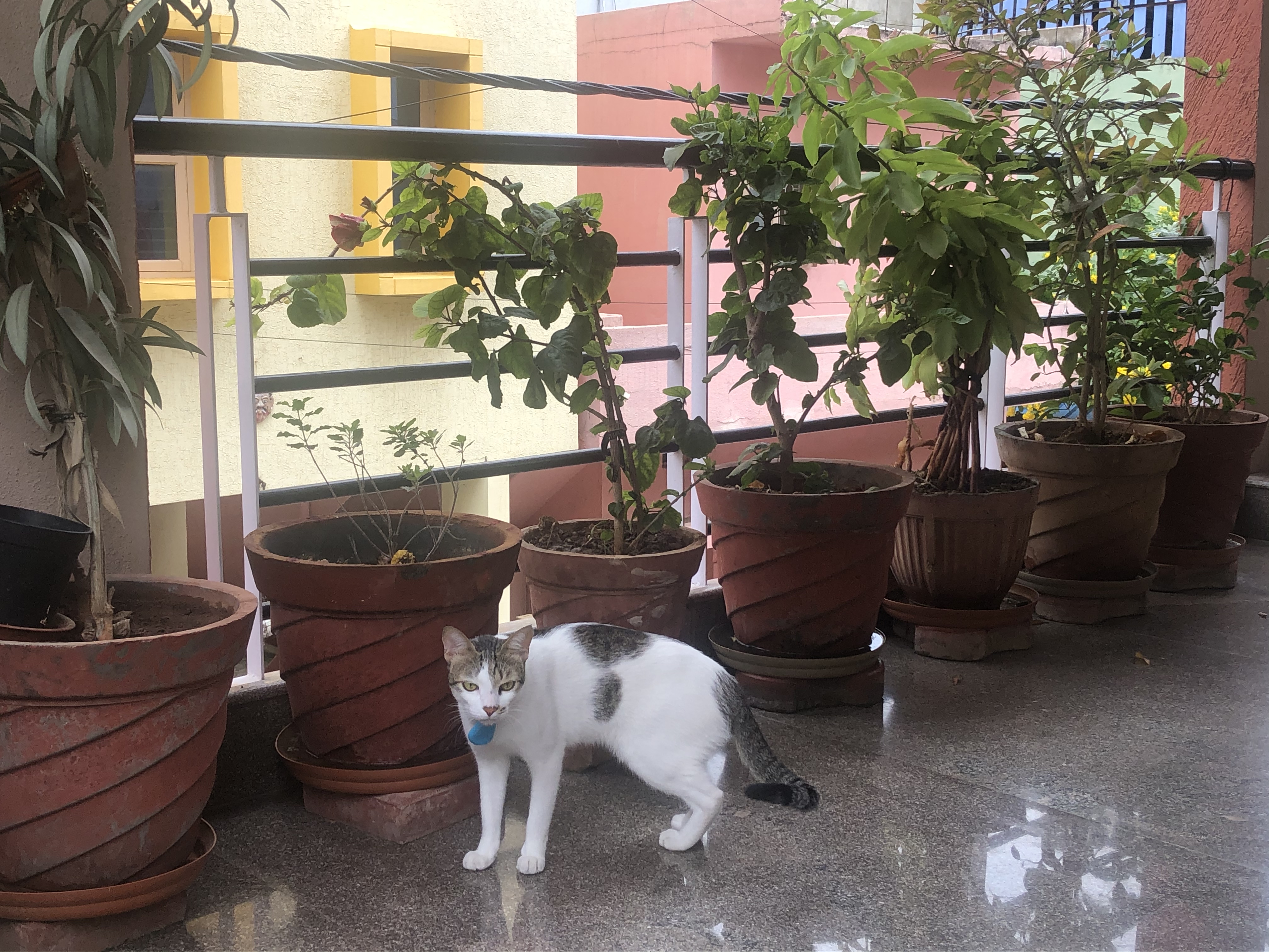 住在印度是什么样的体验,住在印度西北的阿富汗人