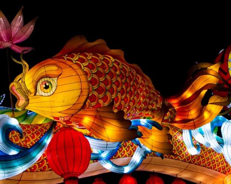 大熊猫野外返归熊猫有多少只,国宝大熊猫疫情影响