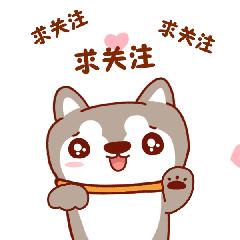 公认最好养的这几种狗狗,十种最好养的狗狗优缺点是什么