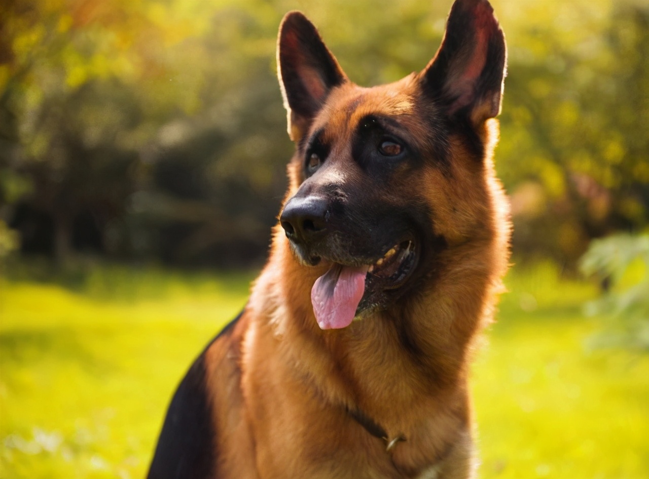 城市里禁止养哪些犬,城市里应不应该养狗