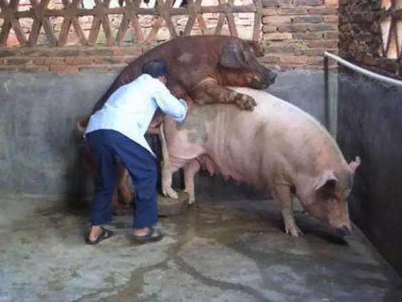 使用这七招实用方法，母猪受孕更简单