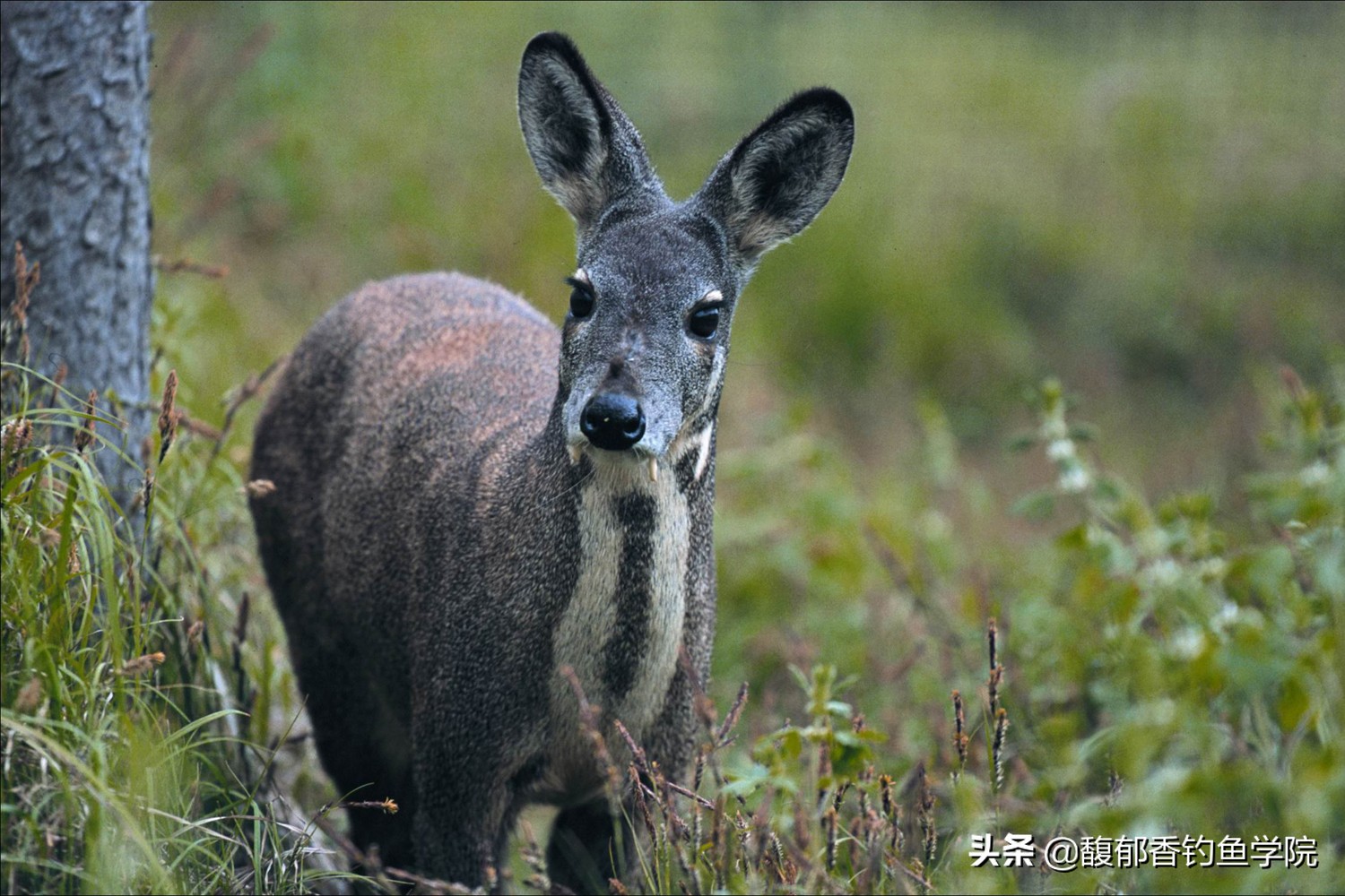 麝香鱼饵中麝香是真麝香么,麝香酒麝香液麝香水有什么区别吗