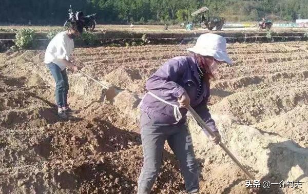 针对野猪祸害庄稼的解决办法,野猪成灾为什么不能打