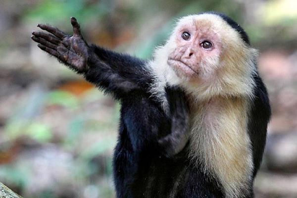 聪明的卷尾猴巧用石头砸坚果,卷尾猴砸玻璃
