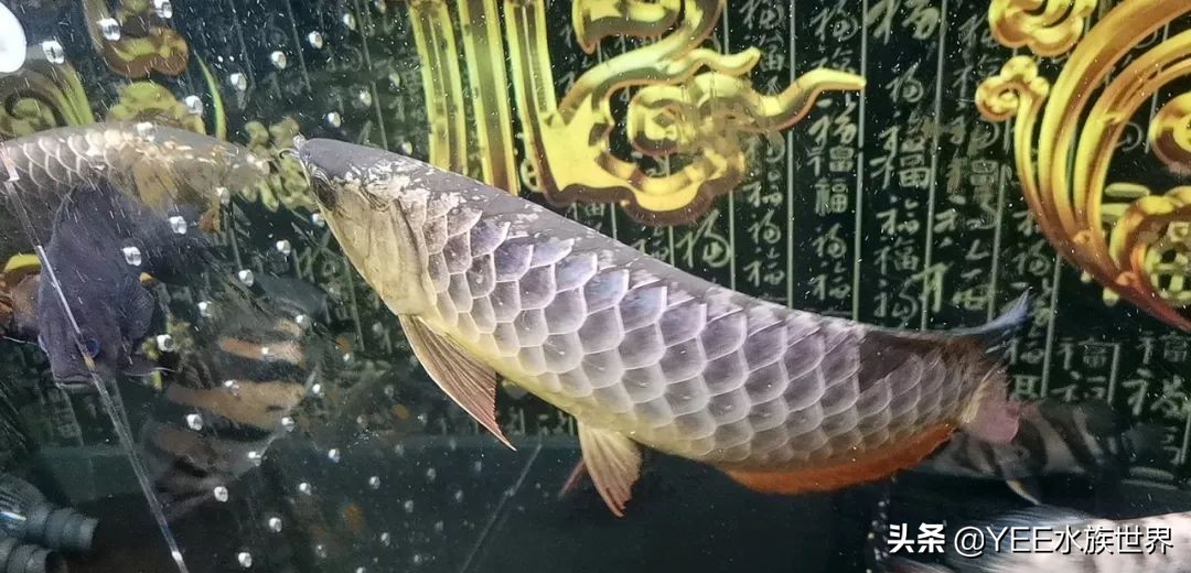 新买个大鱼缸不知道养什么,新手入手鱼缸推荐