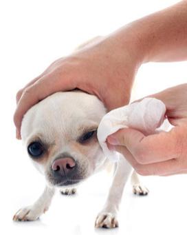 狗狗有泪痕吃什么药可以消除,狗狗有泪痕的原因和减少方法