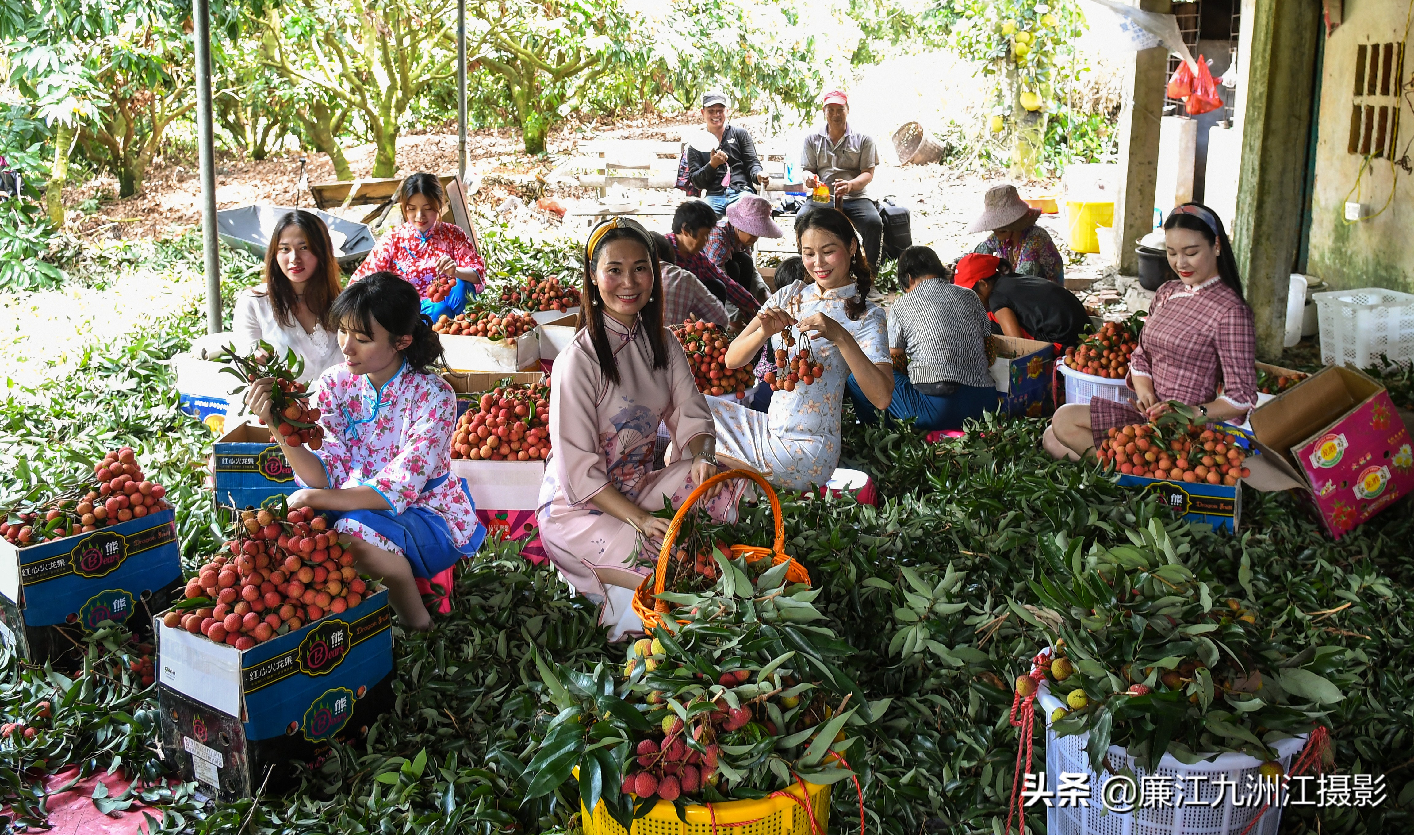 湛江市廉江荔枝节开幕式视频,廉江荔枝文化节