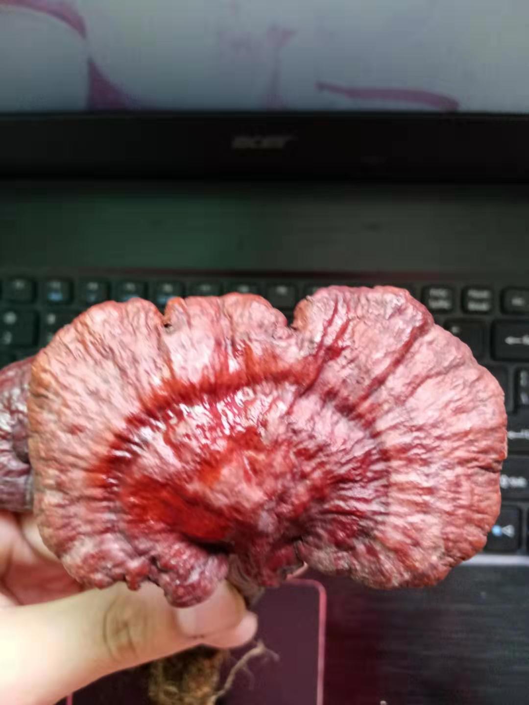 种灵芝生虫了用什么杀虫剂,灵芝生虫了还可以煲汤吗