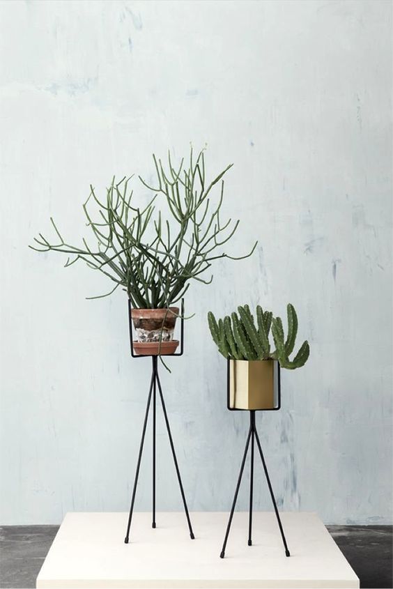 室内除甲醛最好的植被,室内植被存活率高的有哪些