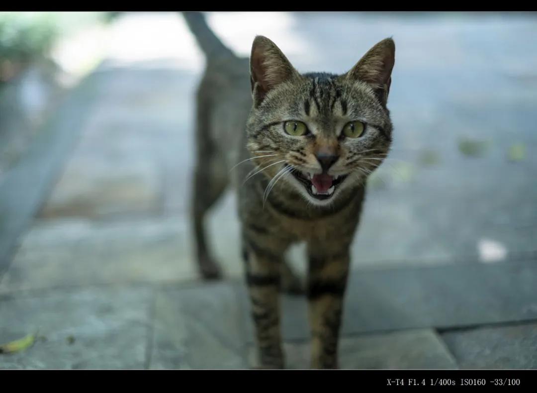 富士微单x-t4深度测试压轴,富士x-t4拍照怎么样