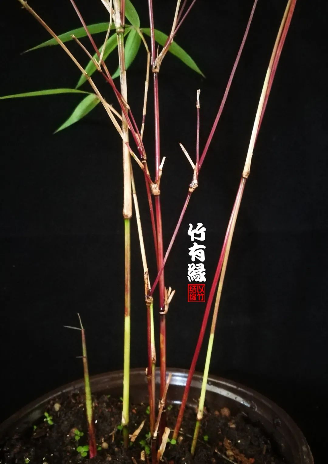 观赏竹怎么养护种植,养竹用什么营养液