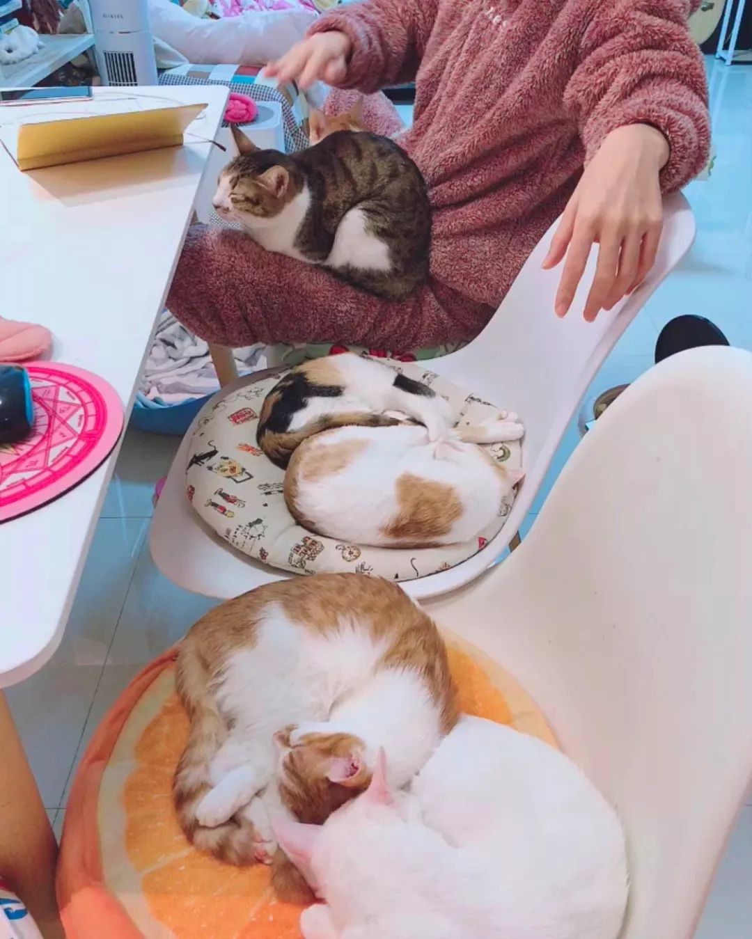 如何给猫咪做驱虫,如何给猫咪做正确的驱虫