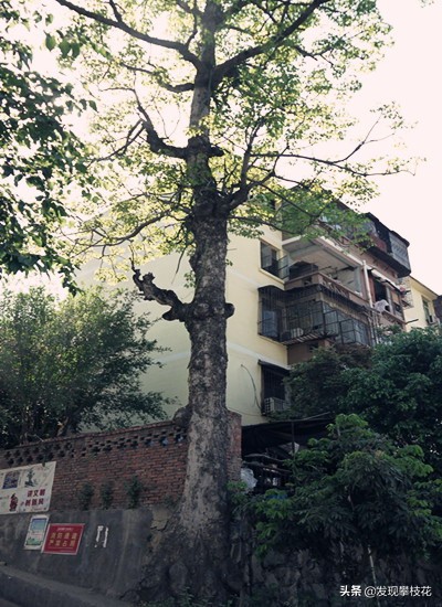 船厂生活区小区,攀枝花渡口船厂小区简介