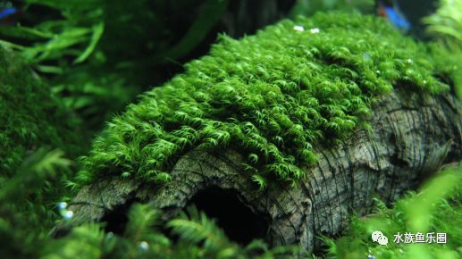 皇冠水草品种大全,亚马逊水草品种