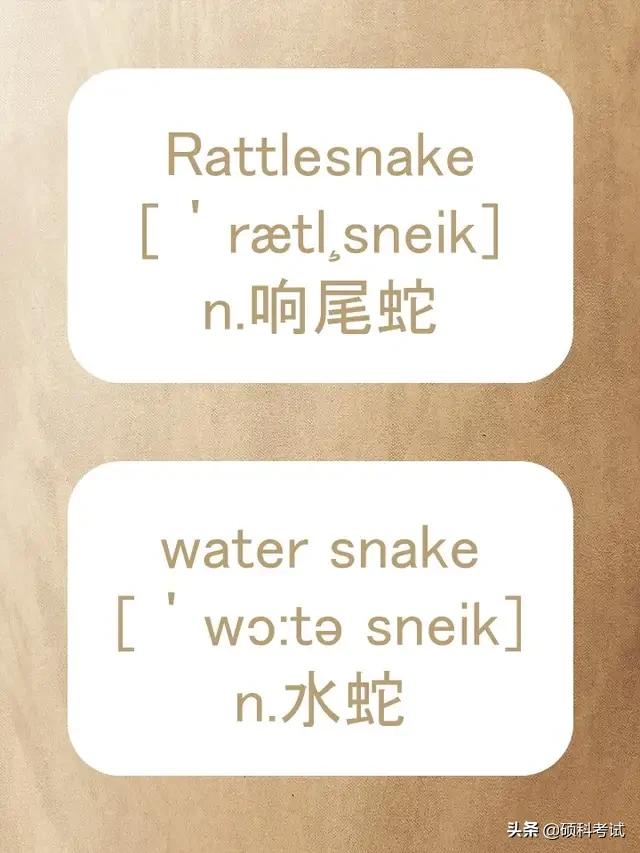 动物的英文拼写及音标,关于动物的单词及音标