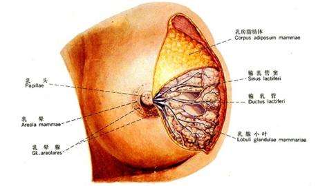 生完宝宝以后很讲究宝宝饮食,生完宝宝关注事项