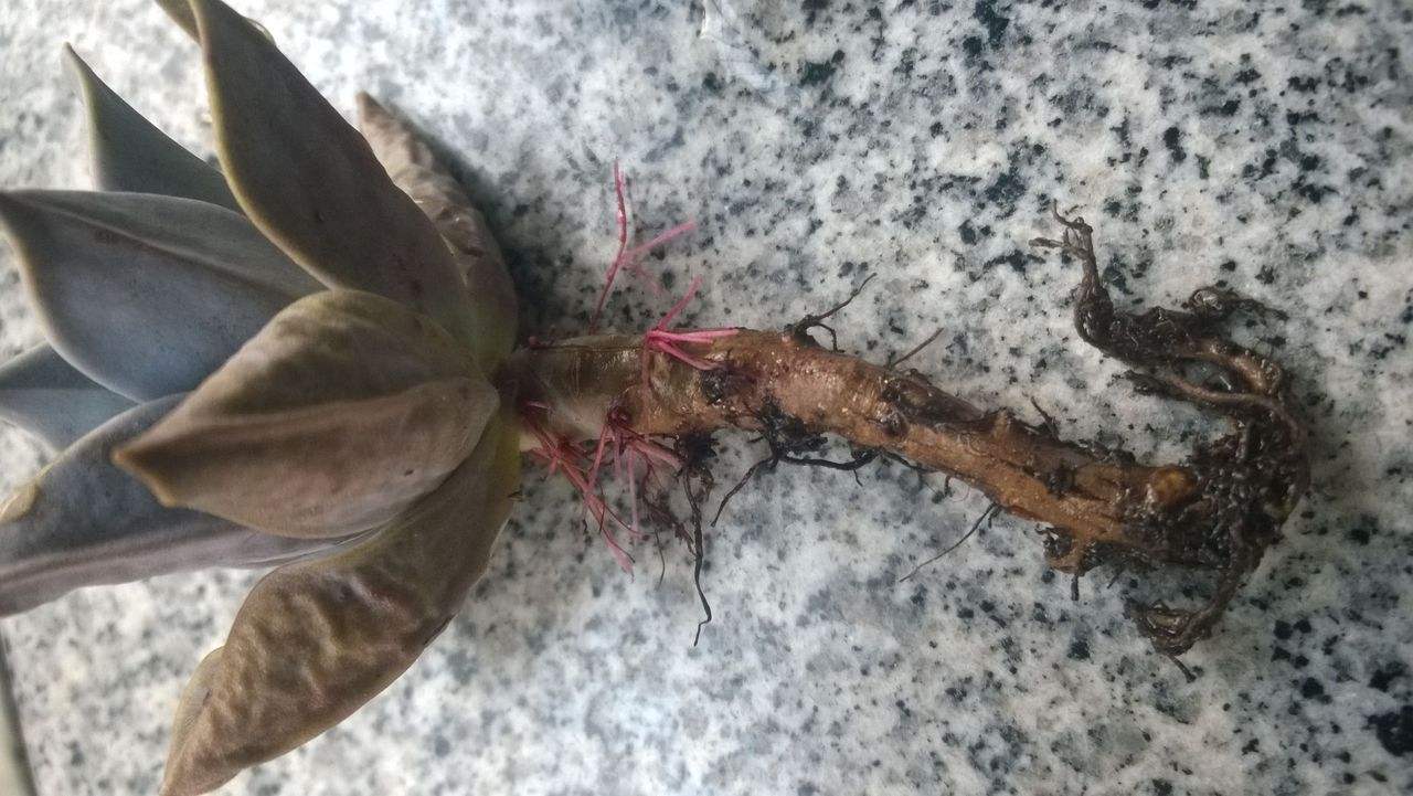 多肉叶子皱巴巴的怎么回事,三色堇多肉叶片皱巴巴了怎么办