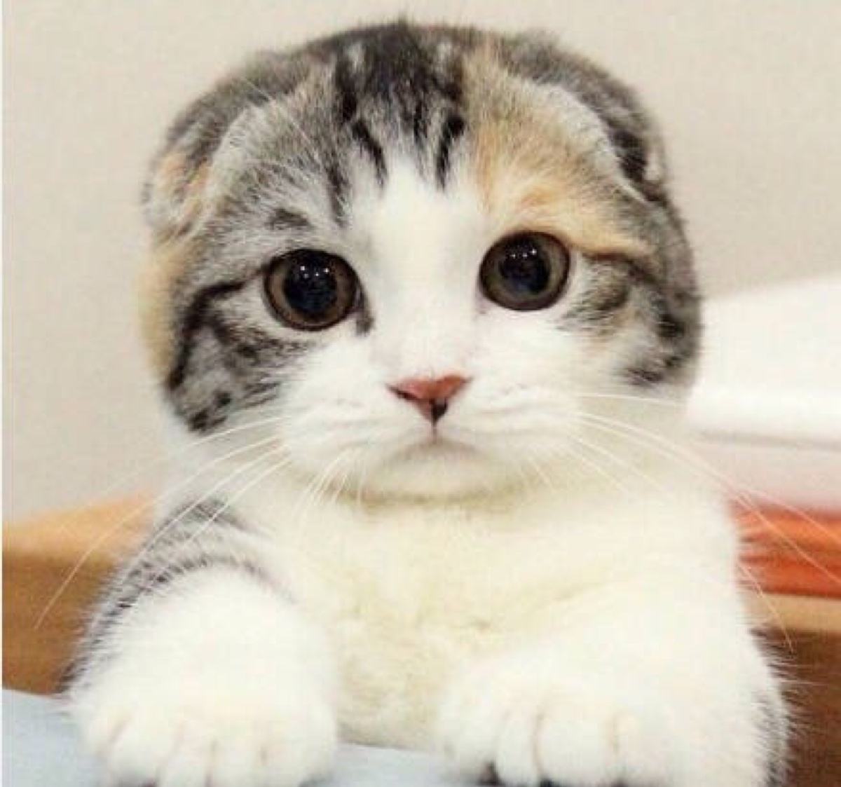 折耳猫怎么治耳螨,折耳猫有办法治疗吗
