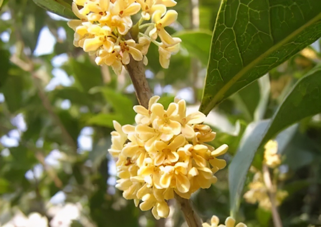 桂花发了好多新芽,桂花品种对比一览表