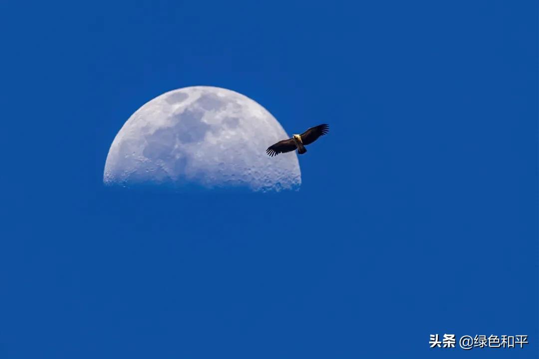 自然合伙人|“三江主人”彭建生：建一座图像喜马拉雅的藏族汉子