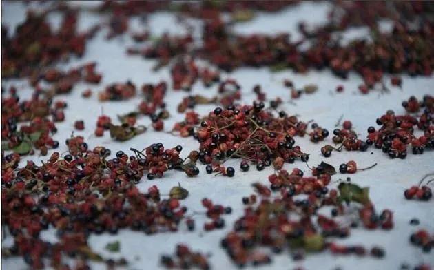 花椒种植加工,花椒的种植技术和种植前景