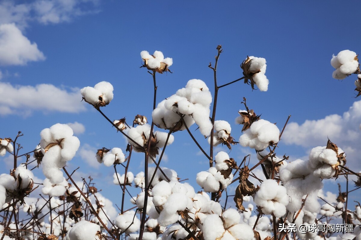 乌鲁木齐独具优势的4大产业，每一样都有巨大经济效益，你认可吗