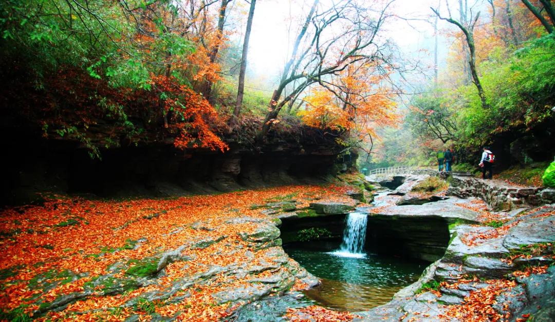 陕西汉中黎坪森林公园红叶,陕西人赏红叶好去处