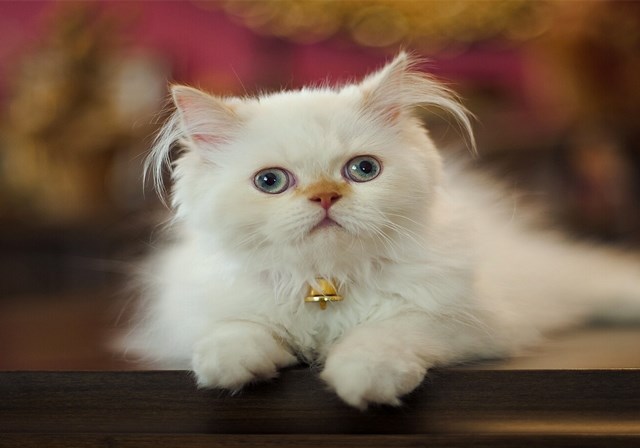 猫咪外出用什么装比较好,猫咪外出怎么装